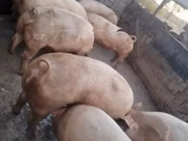 Pigs (batch, sex not specified), Pigs