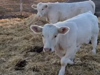 Bulle, Charolais cattle — Foto 2