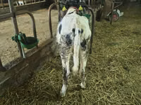 Бух, Russian Black pied cattle — 4 зураг