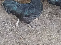 Australian Pit Game fowl — photo 1