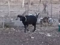Ram, Shetland sheep — photo 6