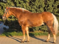 Hengst, Haflinger — Foto 1