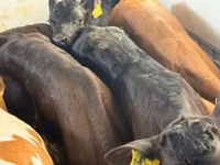 Rinder (Partie, Geschlecht nicht angegeben), Simmental cattle — Foto 7