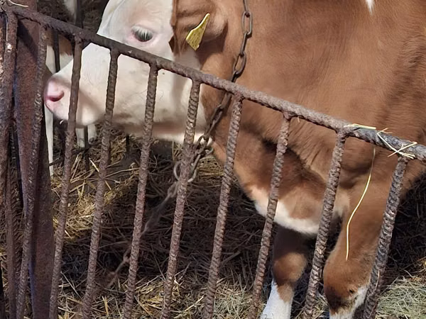 ثور, Simmental cattle