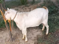 बकरी, Saanen goat — फ़ोटो 2