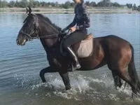 Адуу, Lipizzaner — 2 зураг