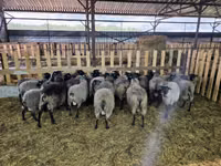 Хонь, Romanov sheep — 4 зураг
