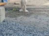 بيرغيشه كرهير — الصورة 1