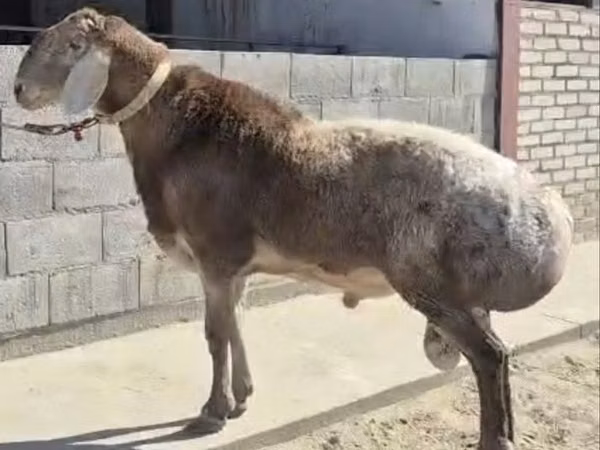 公羊, Hissar sheep