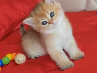 Britaniya Şinşilla (Golden/Blue eyes) balası - Cins: Britaniya — foto 4