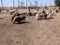 نعجة, Edilbay sheep — الصورة 8
