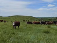 Үнээ, Russian Black pied cattle — 4 зураг
