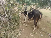 بقرة, Simmental cattle — الصورة 2