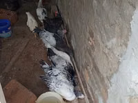 Chickens — 5 зураг