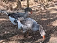 Geese — photo 1