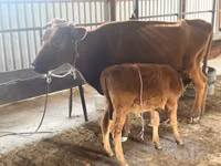 Cow, Cattle — photo 8
