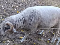 公羊, Sheep — 照片 1