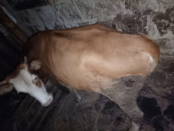 Cow, Red-spotted breed