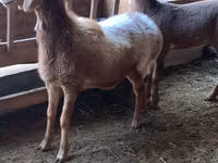 نعجة, Arashan sheep — الصورة 7
