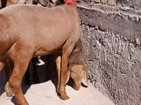 Oveja, Edilbay sheep — foto 2