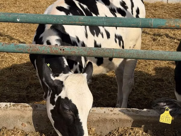 Kuh, Russian Black pied cattle