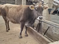 بقرة, Swiss cattle — الصورة 8