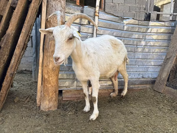 बकरी, Saanen goat
