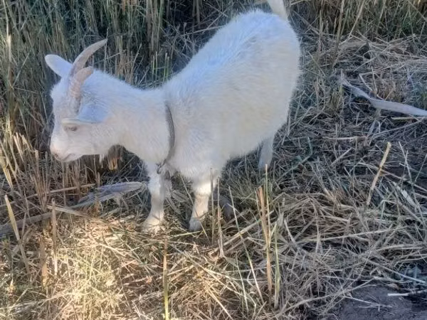 बकरी, Saanen goat