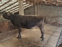 Vaca, Swiss cattle — foto 1