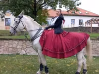 Mare, Lipizzaner — photo 6