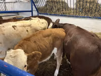 Vaca, Ganado vacuno — foto 3