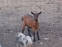 Ямаа, Alpine goat — 2 зураг