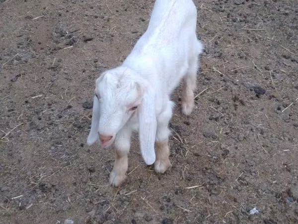 Billy Goat, Nubian Goat