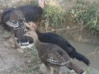 नॉरफ़ॉक ब्लैक — फ़ोटो 2