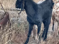 बकरी, Beetal goats — फ़ोटो 1