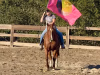 घोड़ा, Quarter Horse — फ़ोटो 5