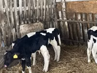 Бух, Russian Black pied cattle — 5 зураг