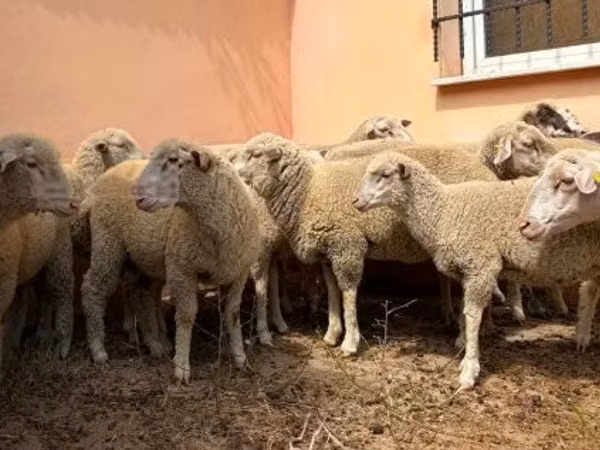 Хуц, Ile-de-France sheep