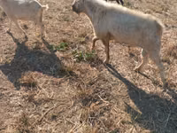 تيس, Nubian Goat — الصورة 1