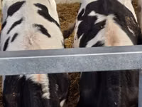 Bulle, Russian Black pied cattle — Foto 3