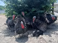 Turkeys — फ़ोटो 2
