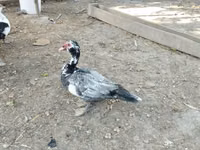 Домашняя мушка — фото 1