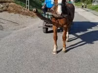 公马, Horses — 照片 6
