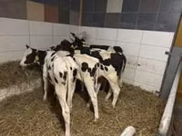 公牛, Cattle — 照片 8