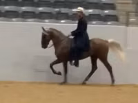 घोड़ा, Rocky Mountain Horse — फ़ोटो 5