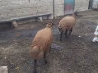 كبش, Blackheaded Persian sheep — الصورة 3