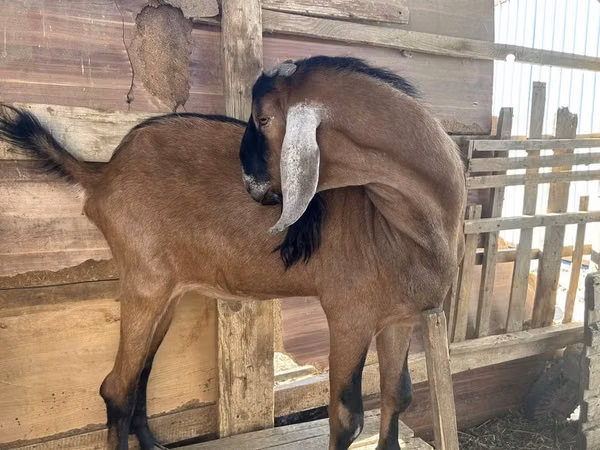 Billy Goat, Nubian Goat