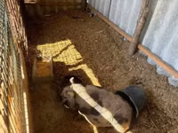 Sow, Pigs — photo 5