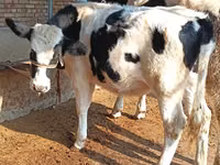Rinder (Partie, Geschlecht nicht angegeben), Russian Black pied cattle — Foto 2