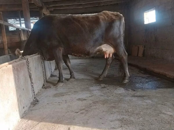 بقرة, الماشية